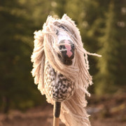 uuno