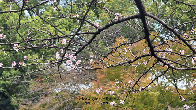 花港观鱼16.png