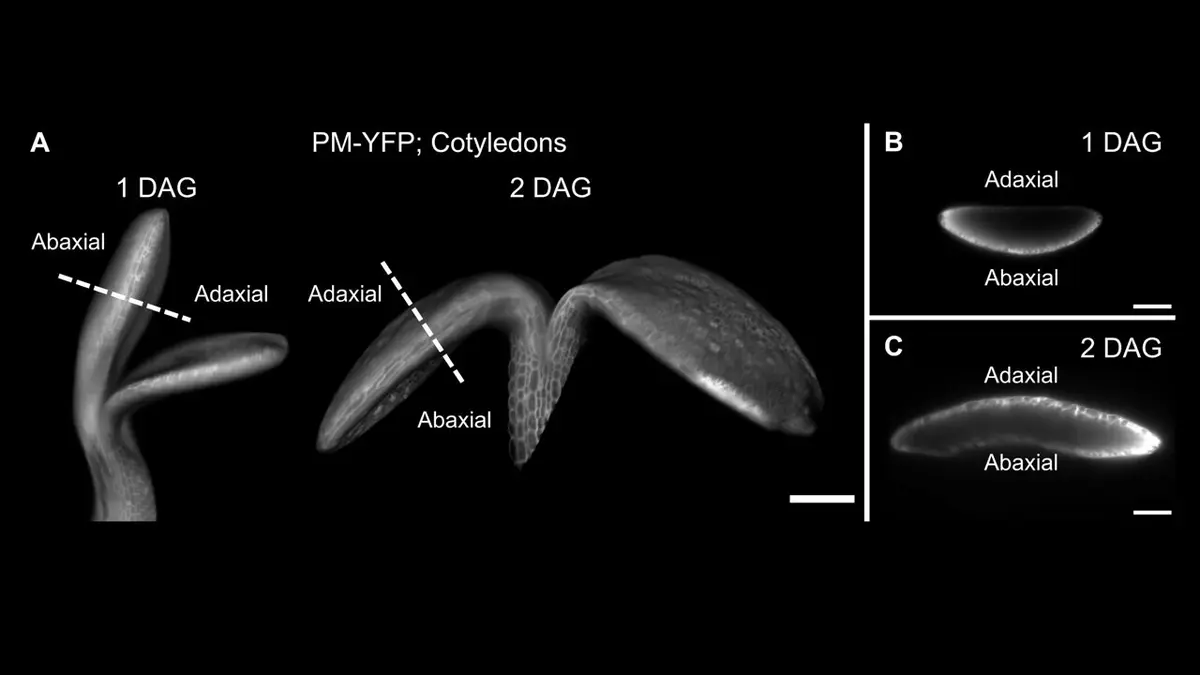 Leaf Forces Guide Stomata Development in Young Plants