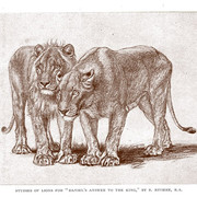 Lio-1