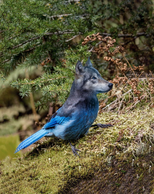 wolfbird