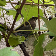 IMG-2871
