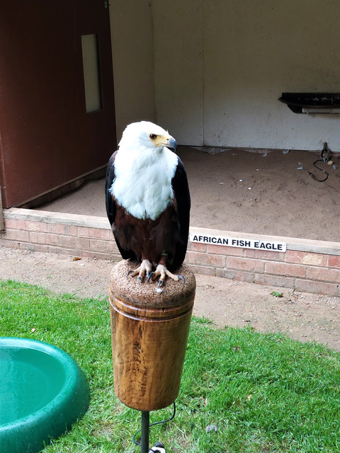 Fish-eagle