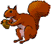 squirrel 6