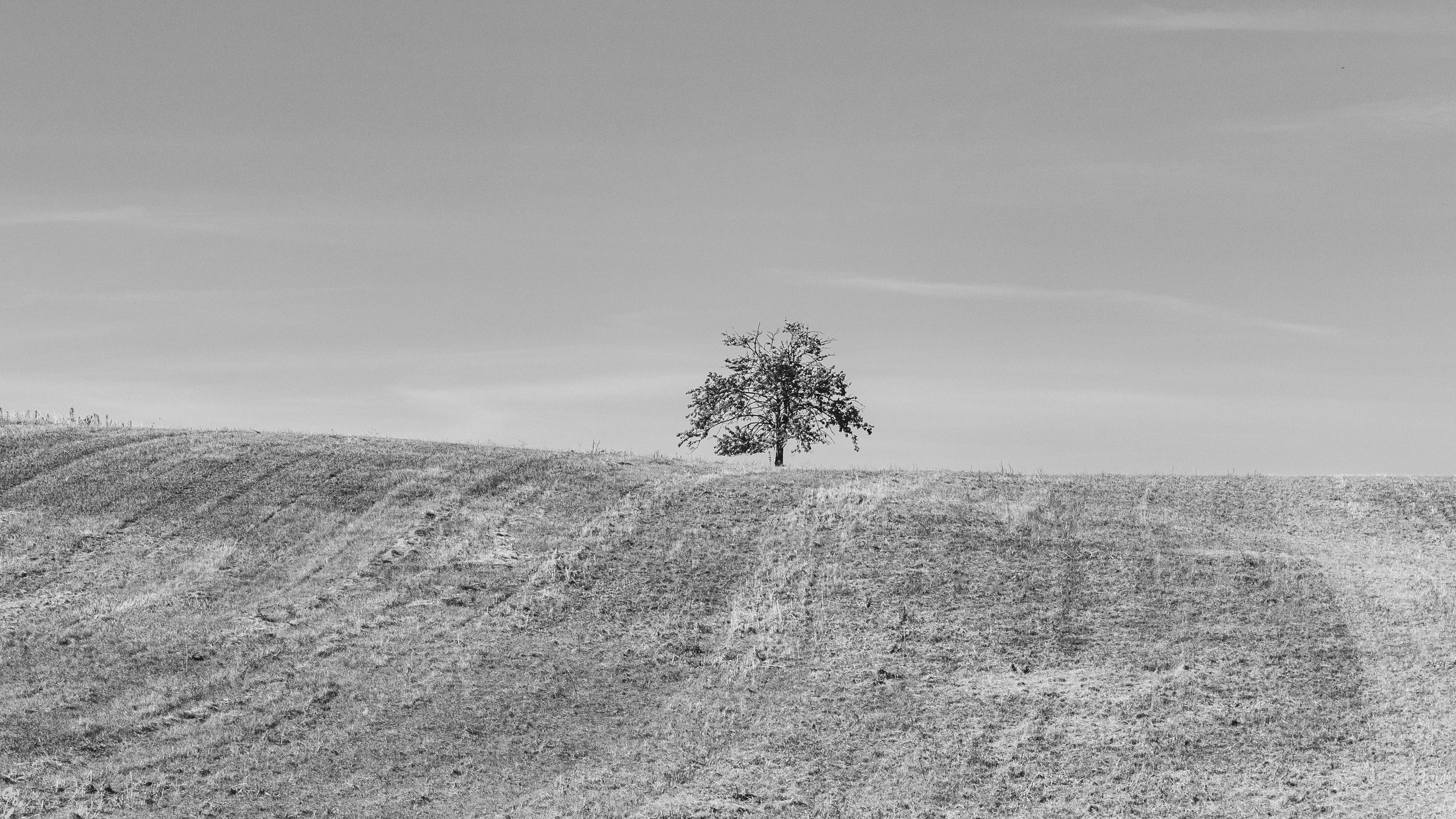 morawy-bw-19