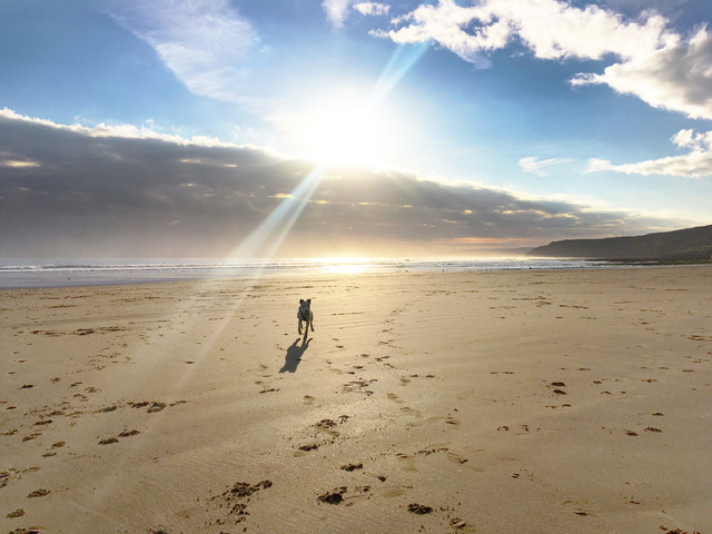 beachscene2wags