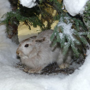 European Rabbit
