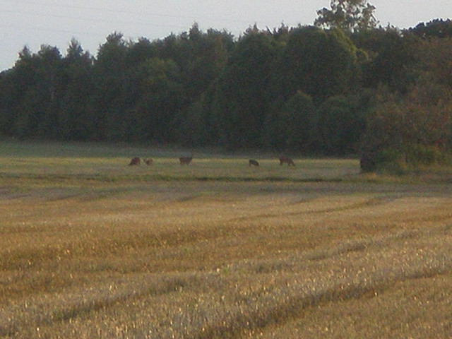 OLYMPUS-DIGITAL-CAMERA