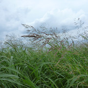 P1330185