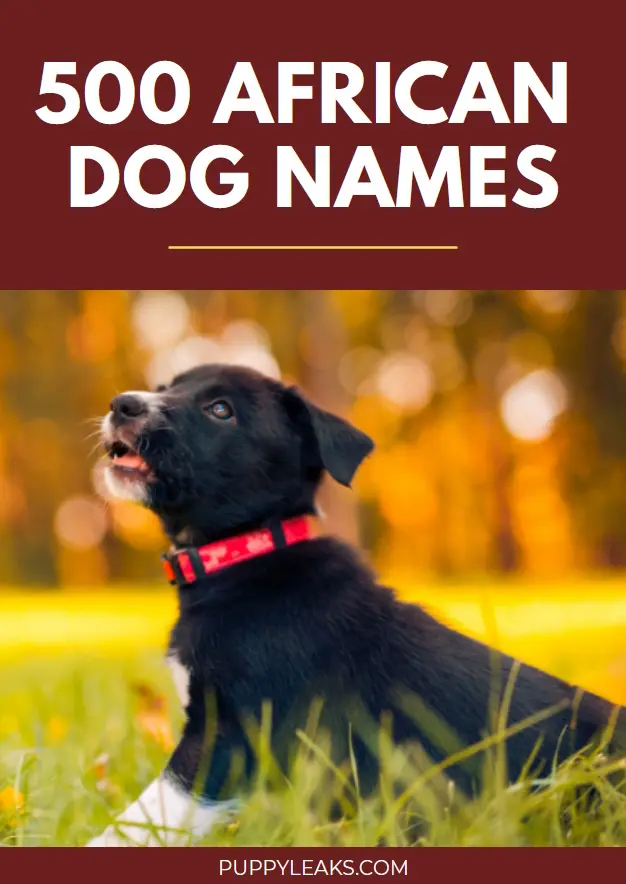 Unique and Meaningful African Names for Your New Dog
