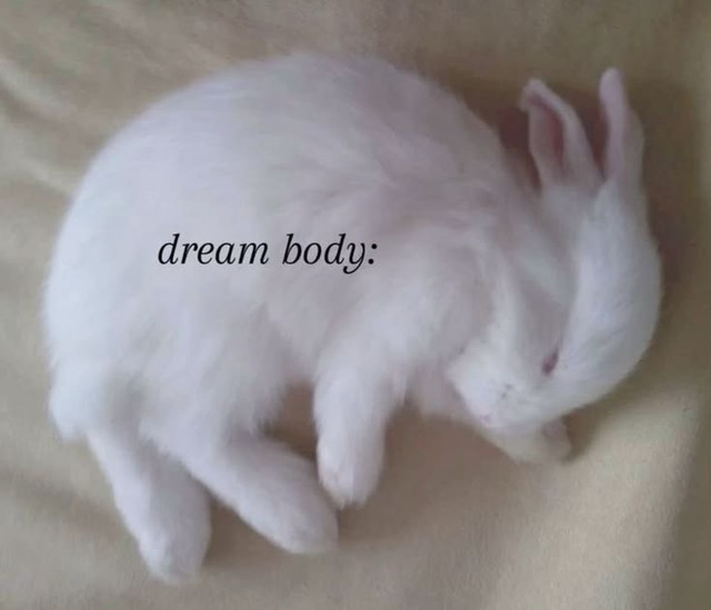 bunny