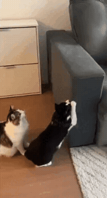 PawGuard en uso