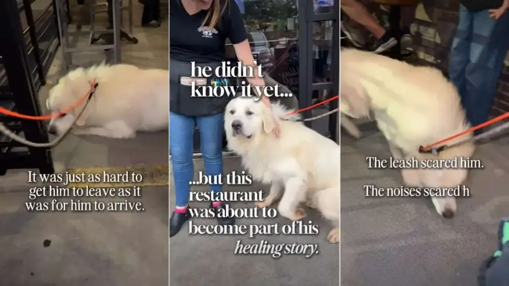 Foster Dog Finds Solace at Local Restaurant