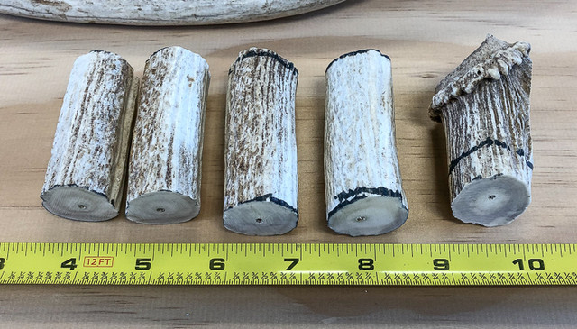 Axis-antler-2