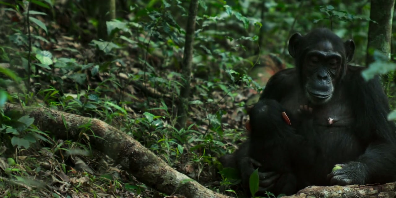Chimp Empire Screenshot