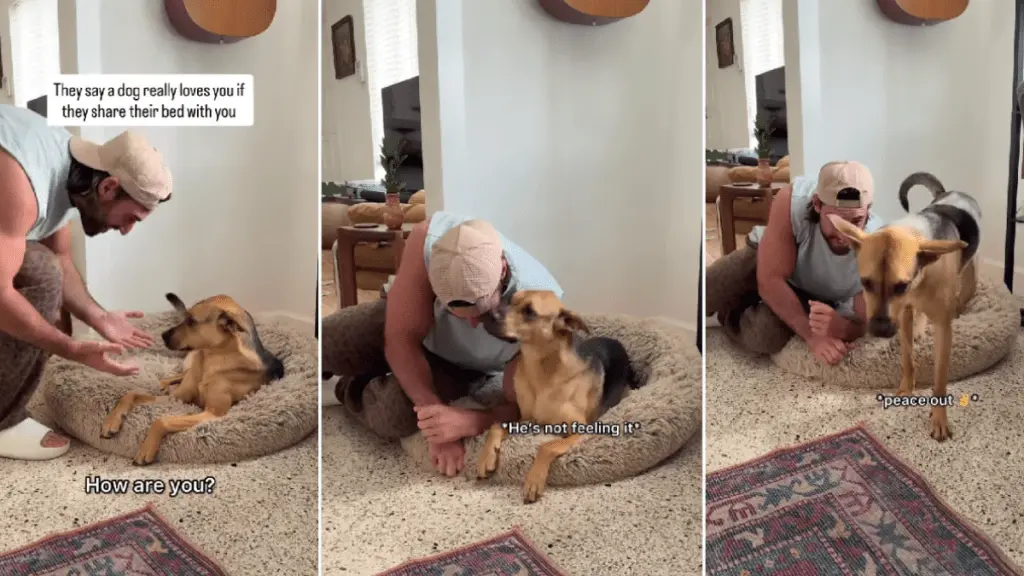 Rescue Dog Shares Bed with Dad, Showcases Heartwarming Bond