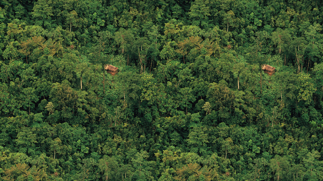 Jungle HD
