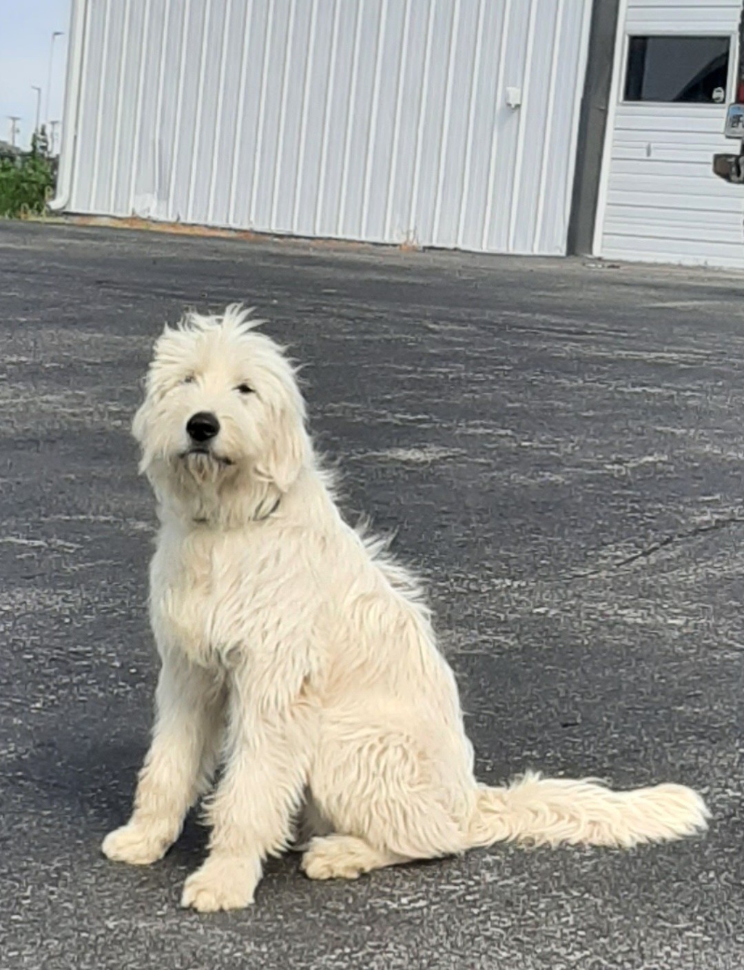 Pickles, the SAC Auto Body shop dog