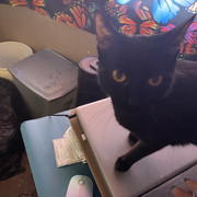 IMG-4871