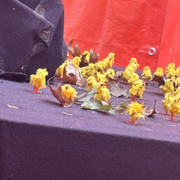 IMG-0533