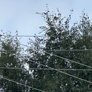 IMG 4935