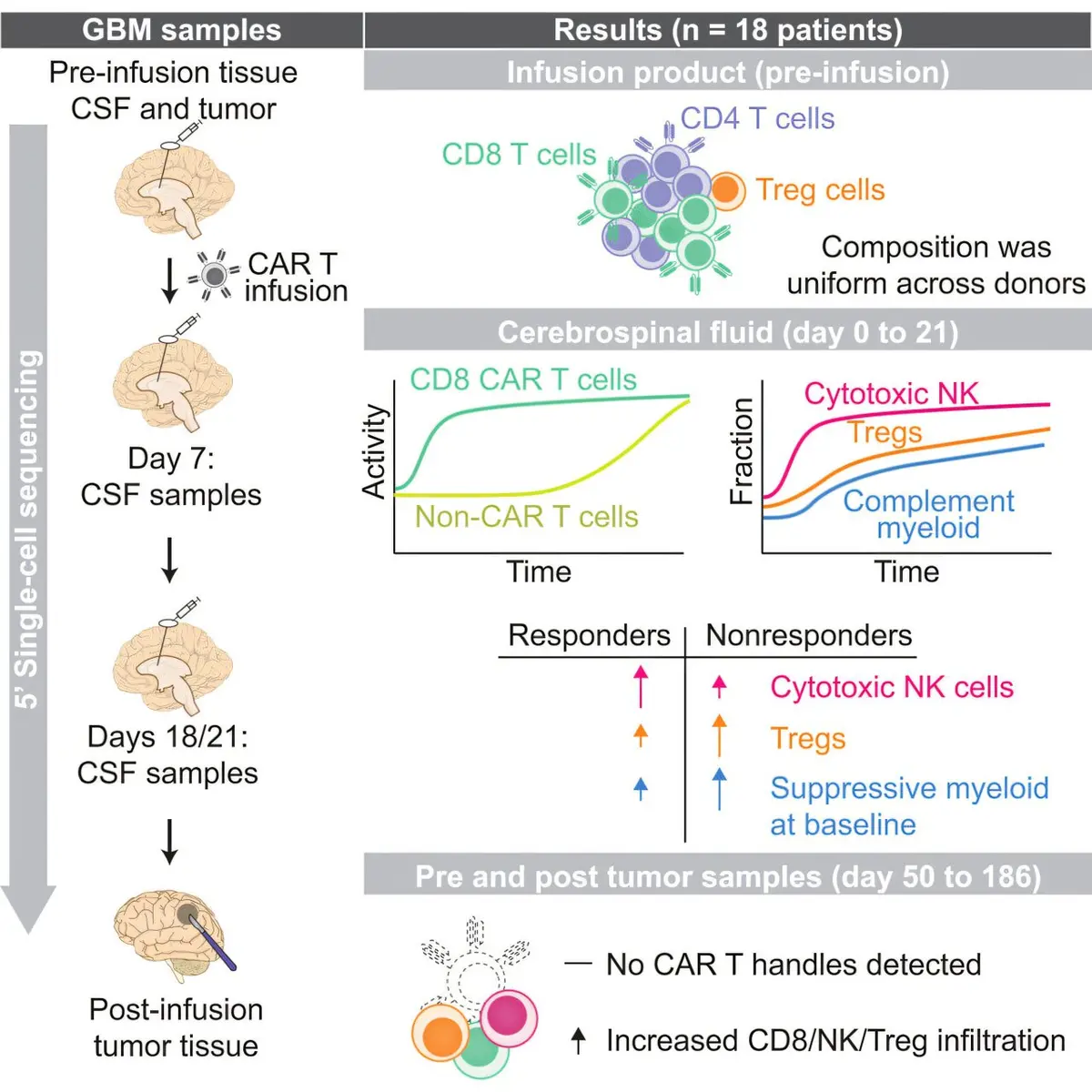 Immune Activation Key to Dual-Target CAR T Therapy Success in Glioblastoma
