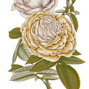 Inked5d7888c2b4e9e LI