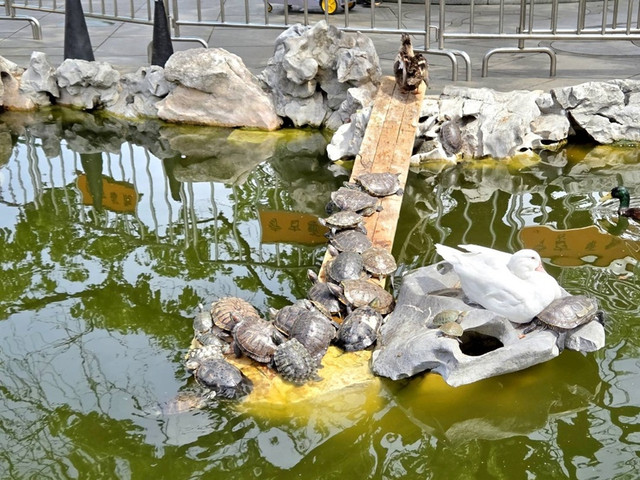 154.jpg
