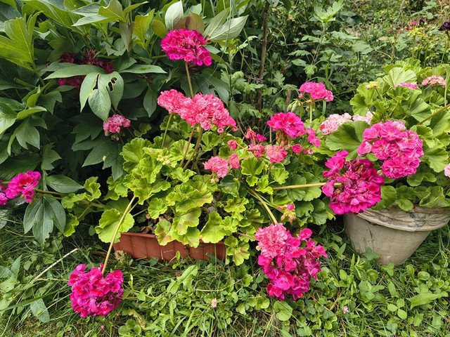 pelargonium caliope.jpg