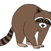 Raccoon