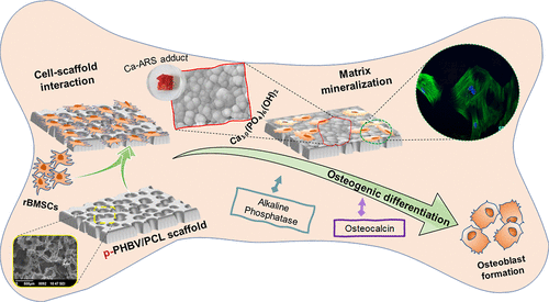 i In Vitro i Osteogenic Differentiation and Biomineralization Facet of Phosphorylated Porous Poly 3-hydroxybutyrate- i co i -3-hydroxyvalerate Poly ε-caprolactone : an Osteogenic Platform for Regenerative Bone Tissue Engineering