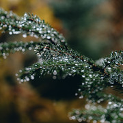 IPB Image
