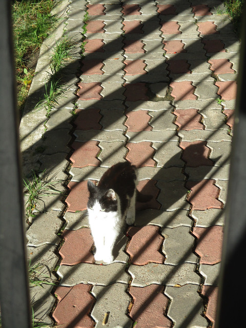 IMG-9287.jpg
