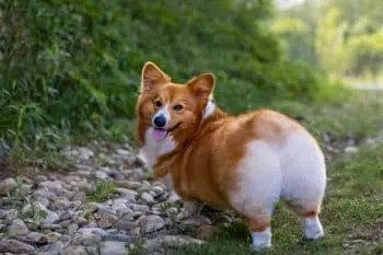 Boosting Corgi Immune Health Through Targeted Daily Supplementation
