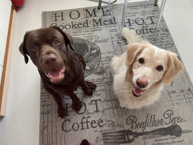 D8277-FB6-DD54-47-F3-AB5-B-A13688-AC5635