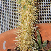 IMG-2882