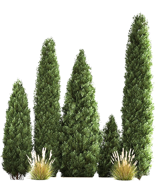transparent.png