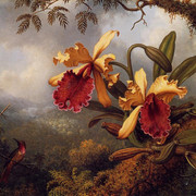 Orchids-and-Hummingbird-2