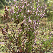 IMG 4505