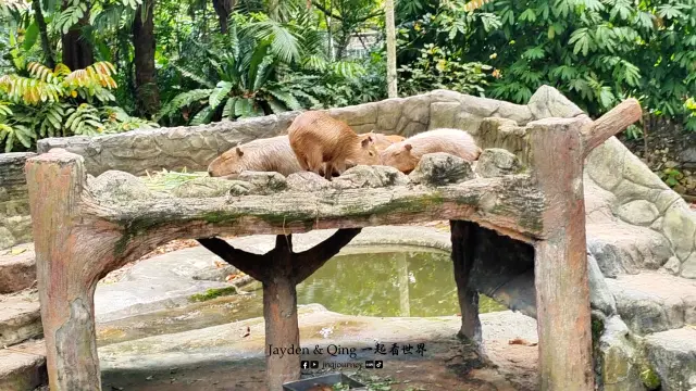 Zoo Negara7.webp