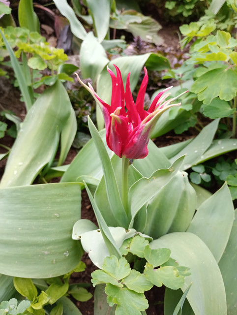 IMG-20250403-172218