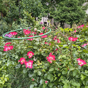 Cherry Meidiland1