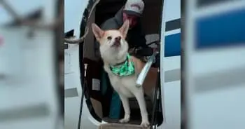 A Shelter Dog's Journey: From Waiting to a New Life in Las Vegas
