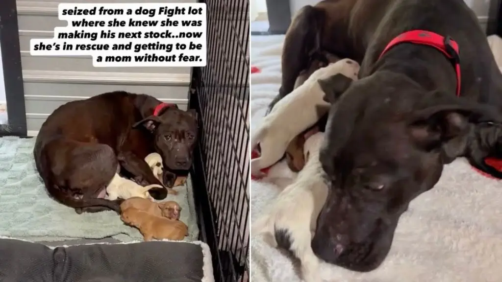 Rescue Dog Embraces Motherhood Without Fear
