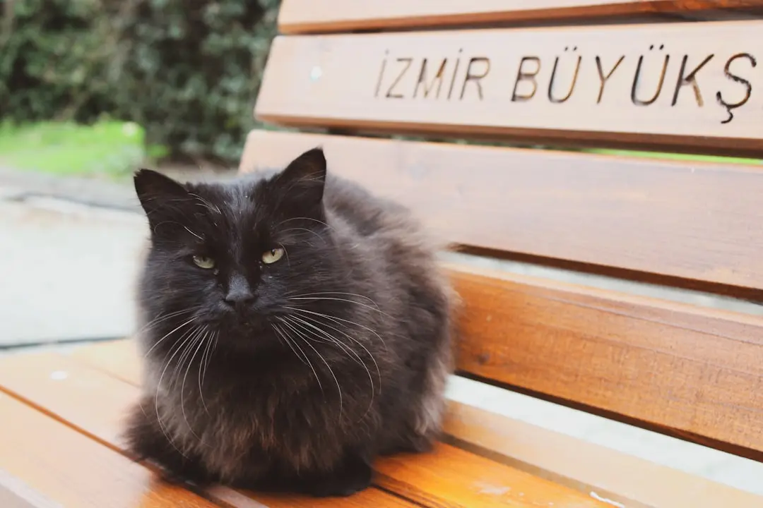 Unlikely Cat Dad Steals Hearts with Twitter Updates