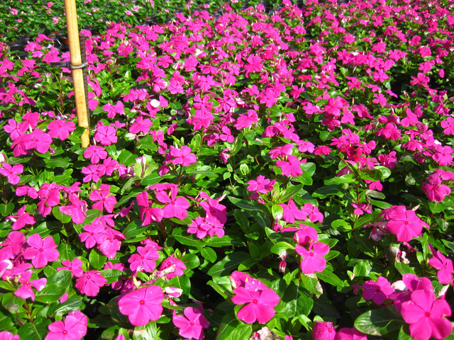Brad's Bedding Plants
