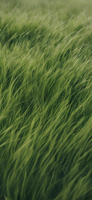 relax grass wallpaper.jpg