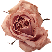 Valkyrie Designs Be My Love In Paris (36).png