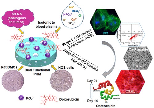 Hierarchically Porous Osteoinductive Poly hydroxyethyl methacrylate- i co i -methyl methacrylate Scaffold with Sustained Doxorubicin Delivery for Consolidated Osteosarcoma Treatment and Bone Defect Repair