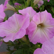 DSC06574-5